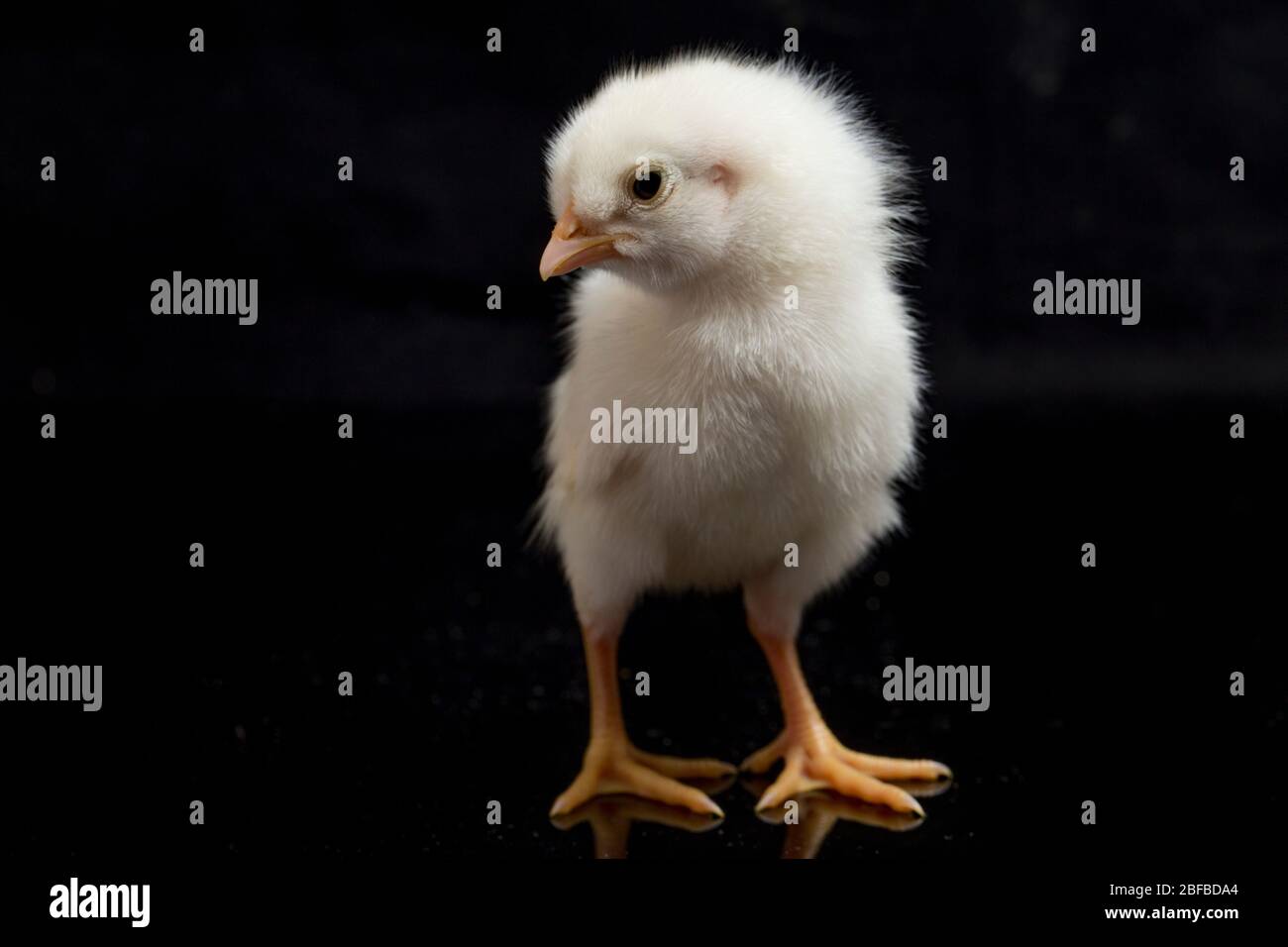 Image showcasing A newborn white Chick `free-range chicken` (Gallus domesticus ...